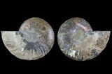Agate Replaced Ammonite Fossil - Madagascar #169008-1